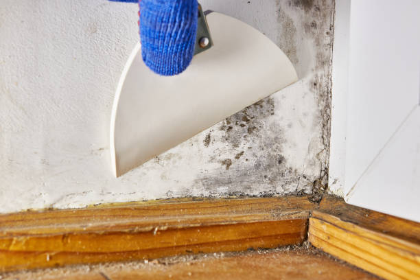 Best Biohazard Mold Removal  in Kennesaw State University, GA